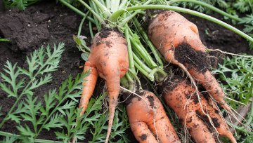 Gegen Gemüse-Verschwendung: Culinary Misfits