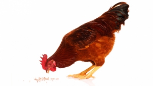 Antibiotika im Geflügel – wie kann ich mich schützen?