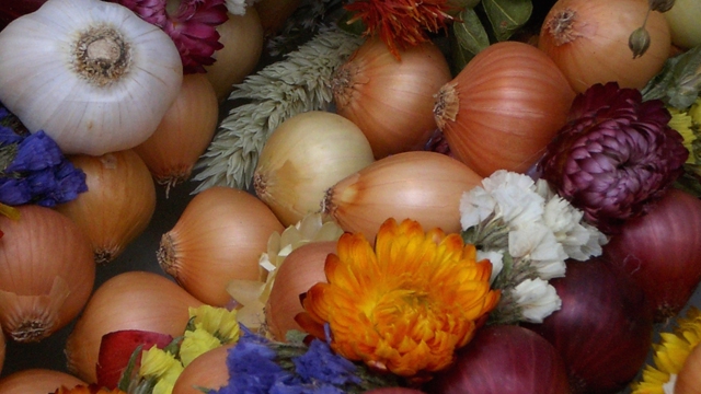 Hufeisennase / pixelio.de