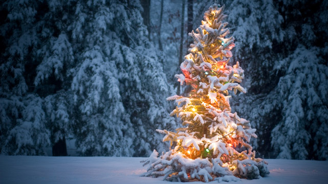 wof weihnachtsumfrage