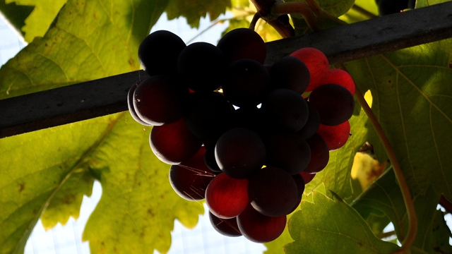 pixelio.de/ Jetti Kuhlemann