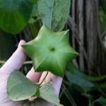 The lifted lorax auf wikipedia.com