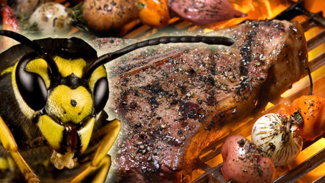 Wespe: www.istockphoto.com/Gewoldi, Grill: www.istockphoto.com/BlueMoonStudioInc