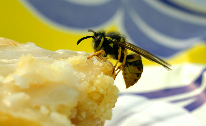 was-hilft-gegen-wespen-wespen-vertreiben