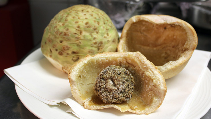 sellerie salzteig reif jung