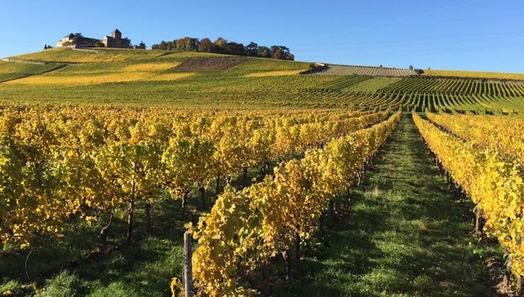 Derk Hoberg -- Weinberge vor Schloss Johannisberg im Rheingau
