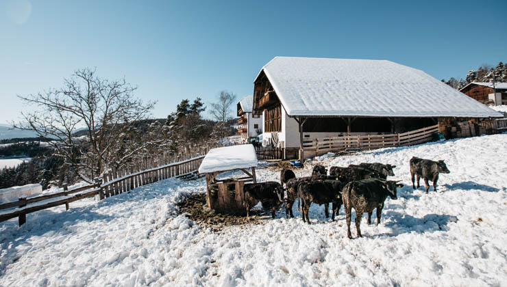 oberweidacher hof ritten
