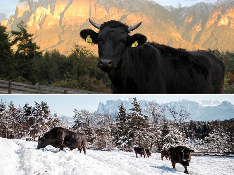 wagyu suedtirol