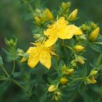 Diana Bachmann - Johanniskraut