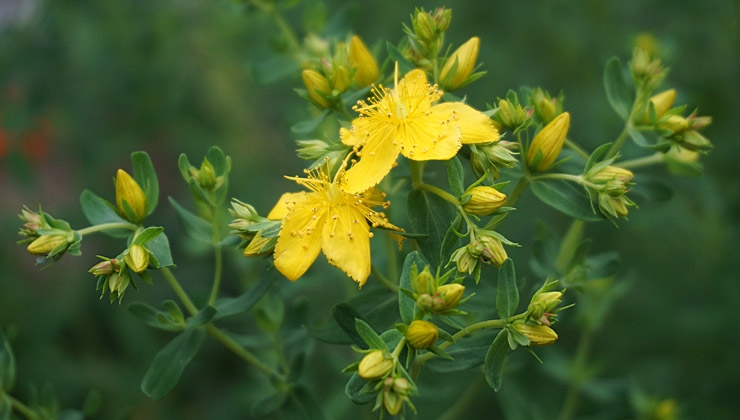 Diana Bachmann - Johanniskraut