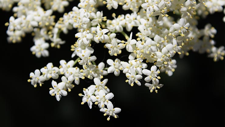 holunderblueten verarbeiten