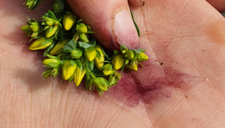 johanniskraut rotoel