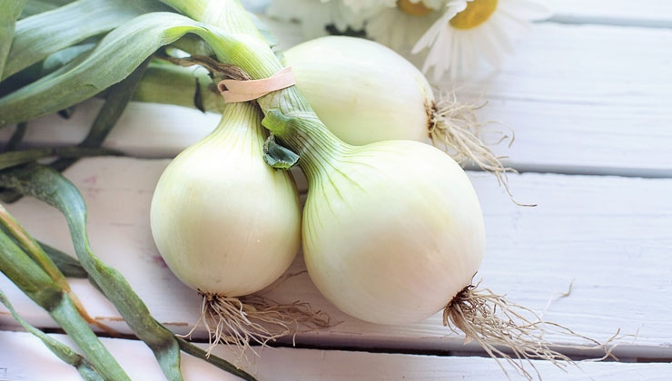 Jill Wellington auf Pixabay