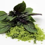 Diana Bachmann -- Die besten Methoden um Kräuter haltbar zu machen