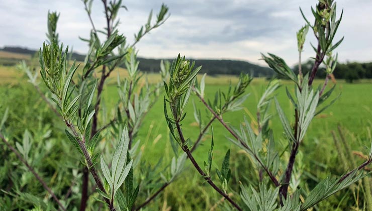 beifuss sammeln kraeuter haltbar machen