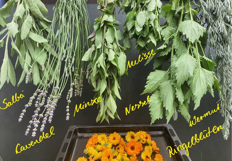 kraeuter trocknen backofen sonne heizung