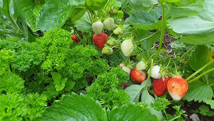 petersilie neben erdbeeren pflanzen