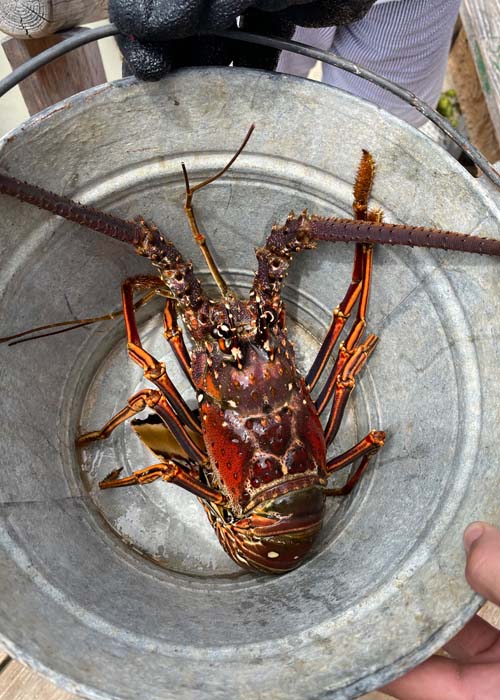 hummer karibik st martin food