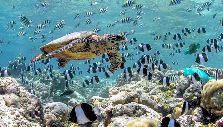 hausriff anantara kihava