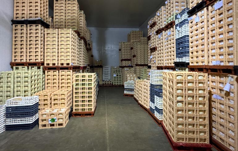 manchego schafsmilch