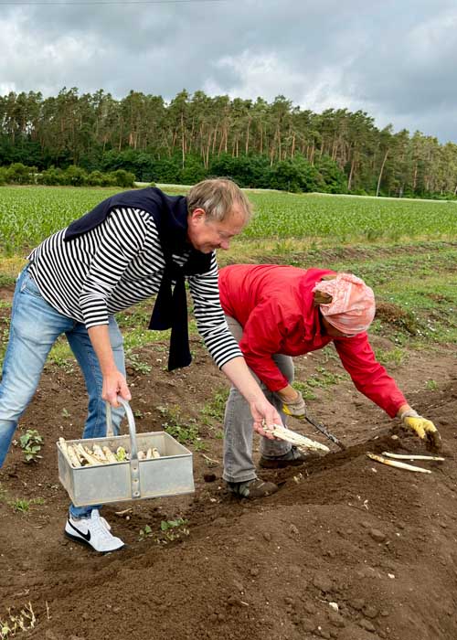 Spargel