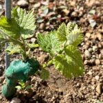 Münchner Wein Manufaktur
